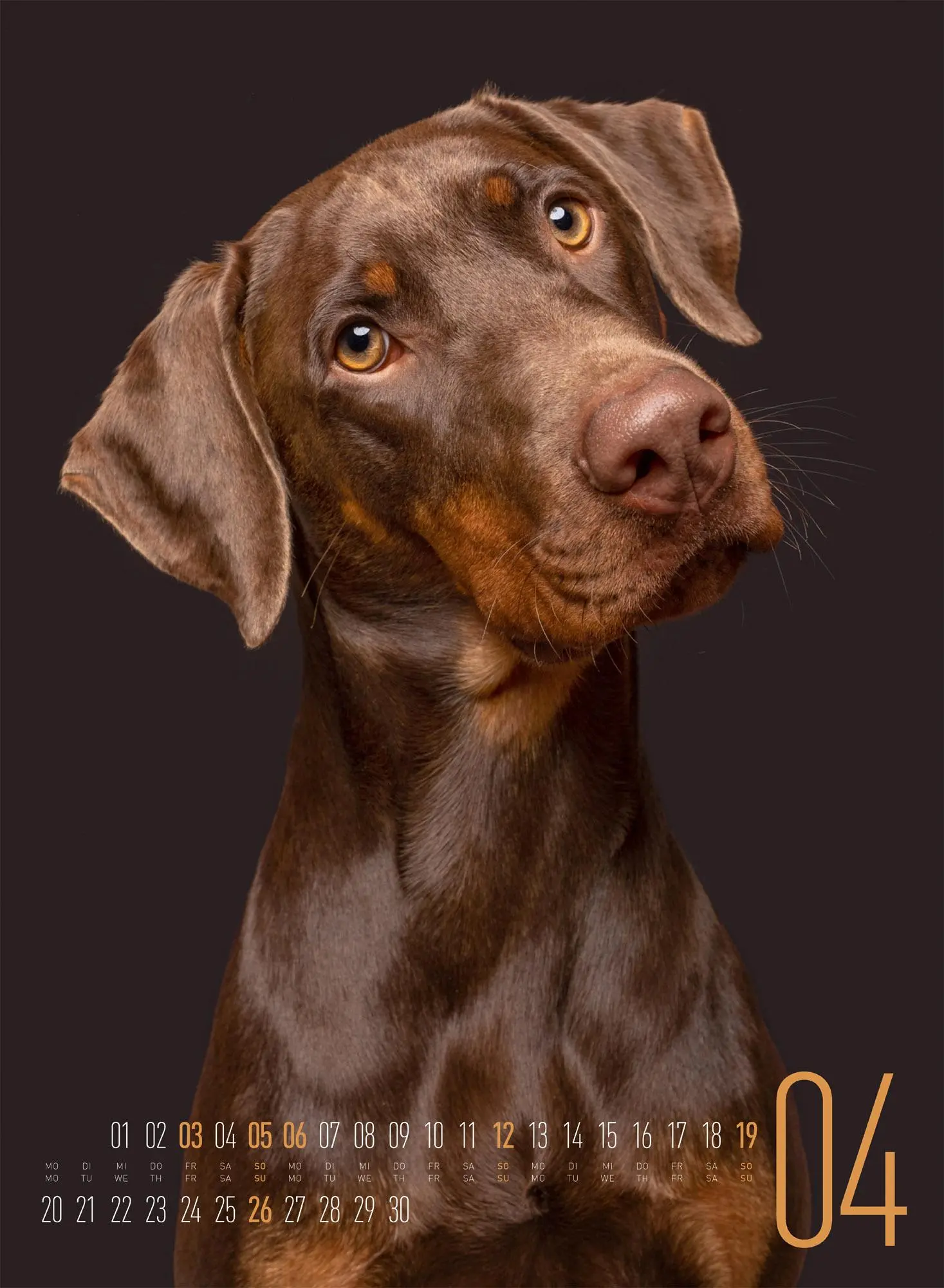 Bild: 9783838426877 | Frei Schnauze Kalender 2026 | Elke Vogelsang | Kalender | 14 S. | 2026
