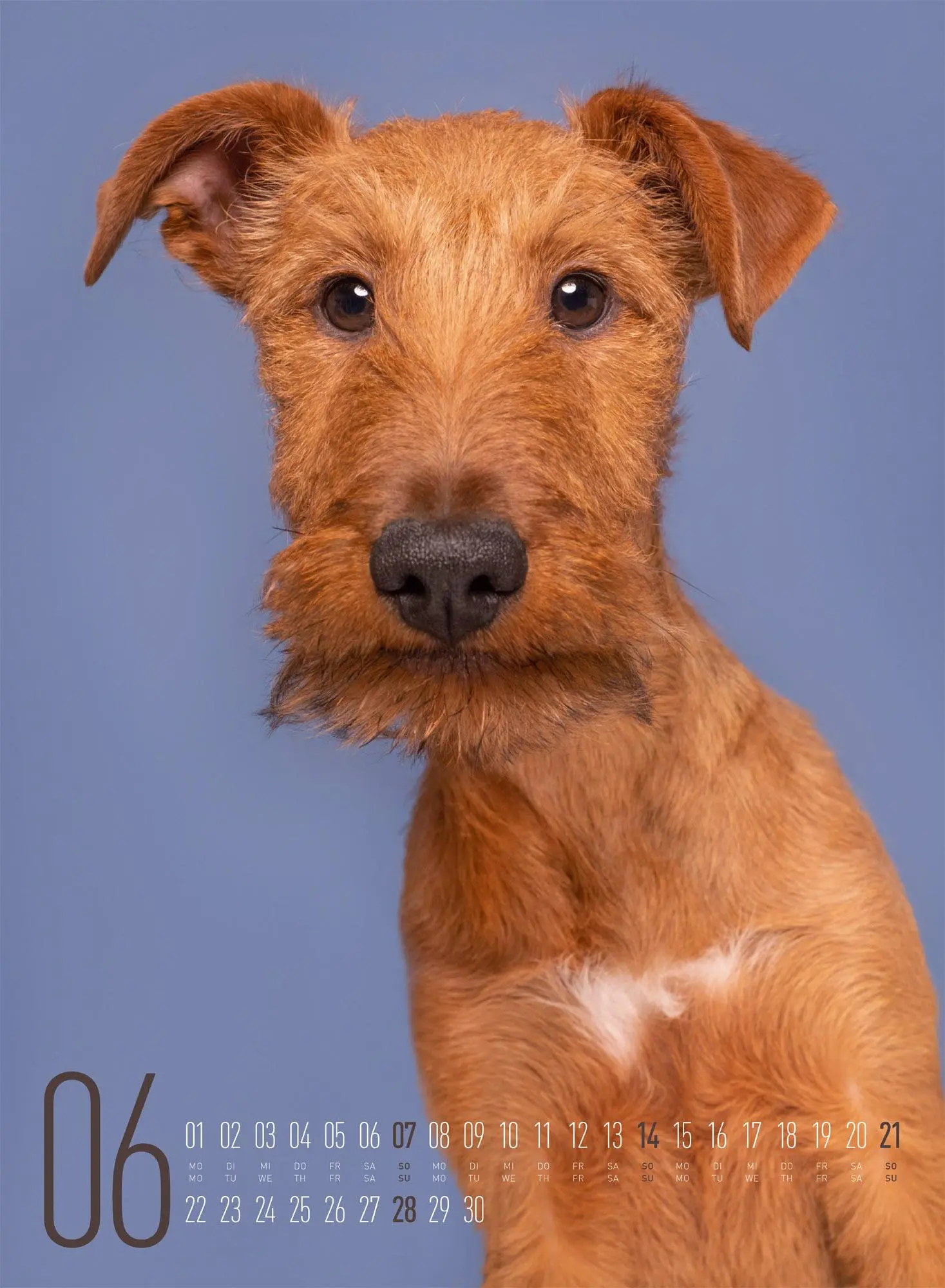 Bild: 9783838426877 | Frei Schnauze Kalender 2026 | Elke Vogelsang | Kalender | 14 S. | 2026