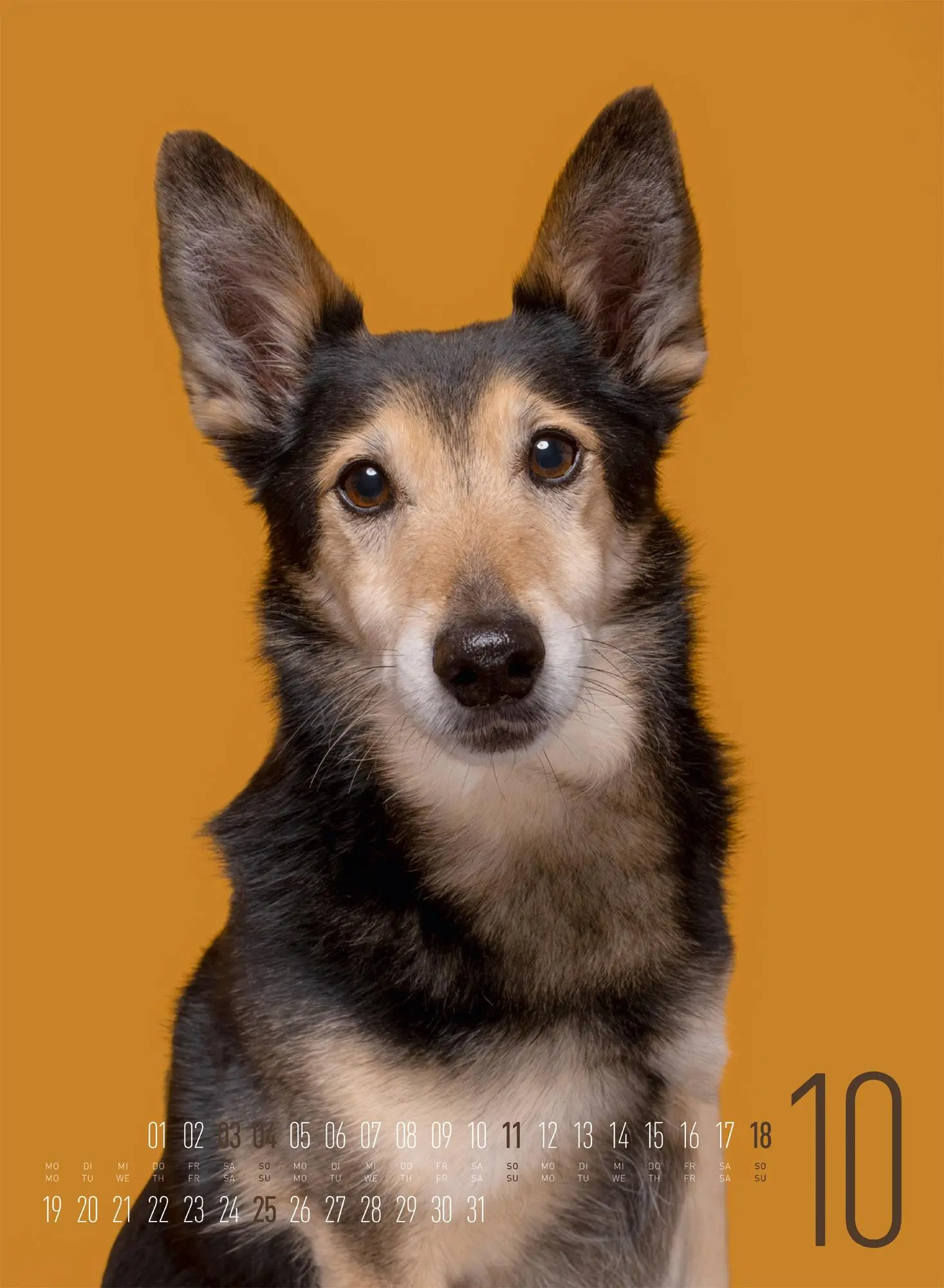 Bild: 9783838426877 | Frei Schnauze Kalender 2026 | Elke Vogelsang | Kalender | 14 S. | 2026