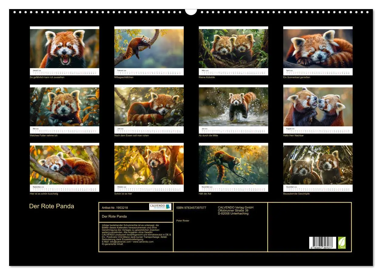 Bild: 9783457397077 | Der Rote Panda (Wandkalender 2026 DIN A2 quer), CALVENDO...
