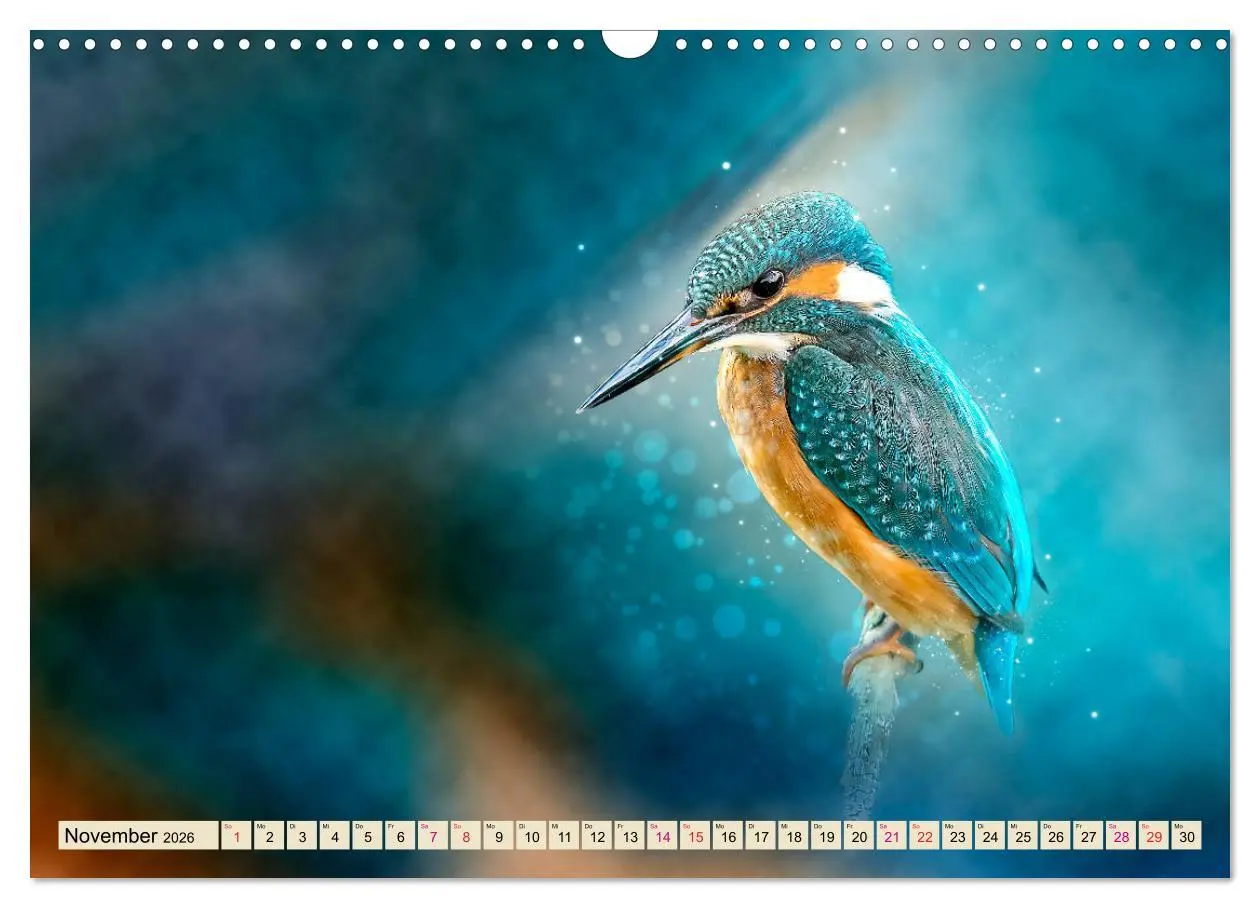 Bild: 9783457837177 | Wunderschöner Eisvogel (Wandkalender 2026 DIN A3 quer), CALVENDO...