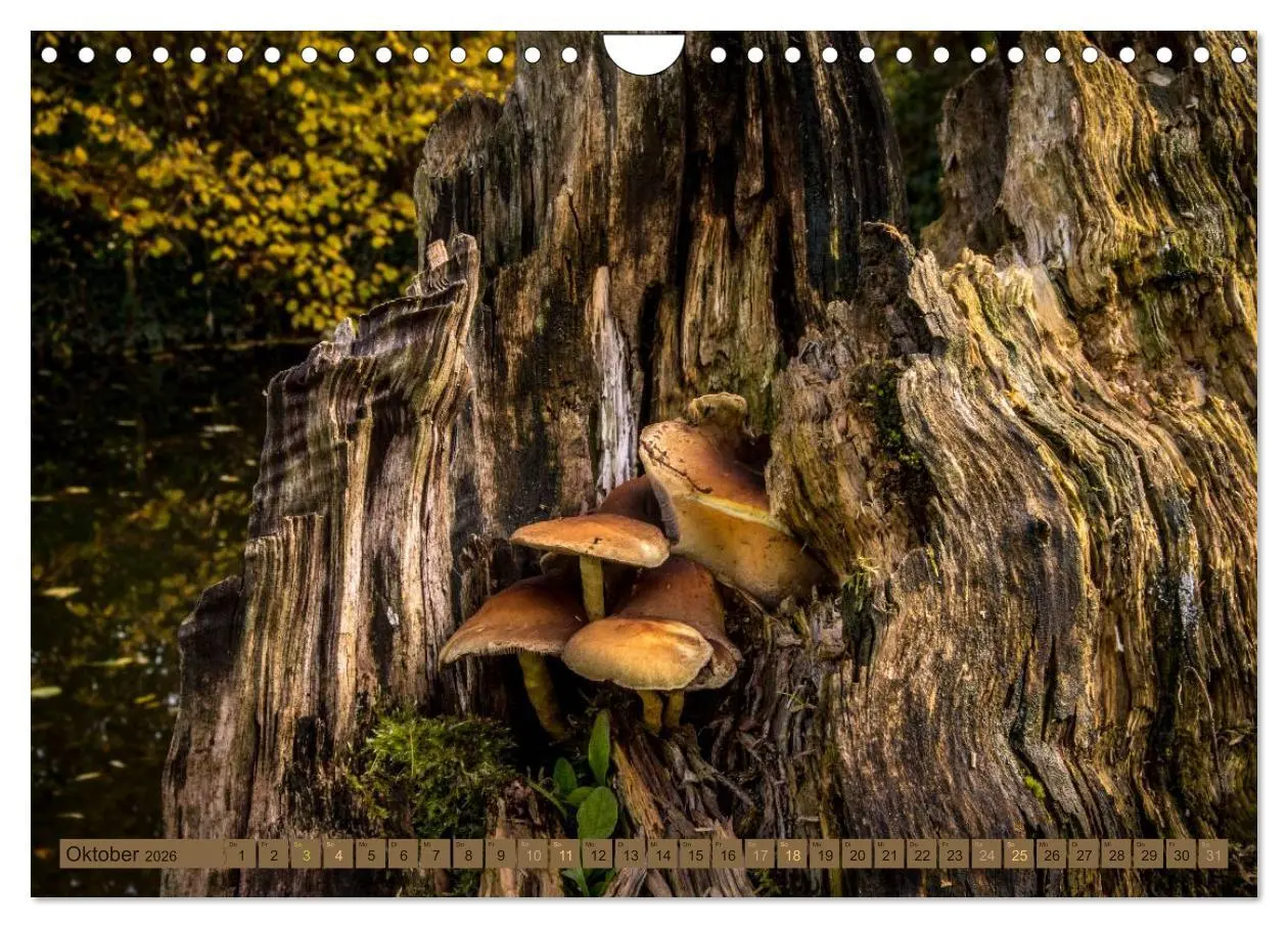 Bild: 9783457907177 | Wildwuchs 2026 (Wandkalender 2026 DIN A4 quer), CALVENDO...