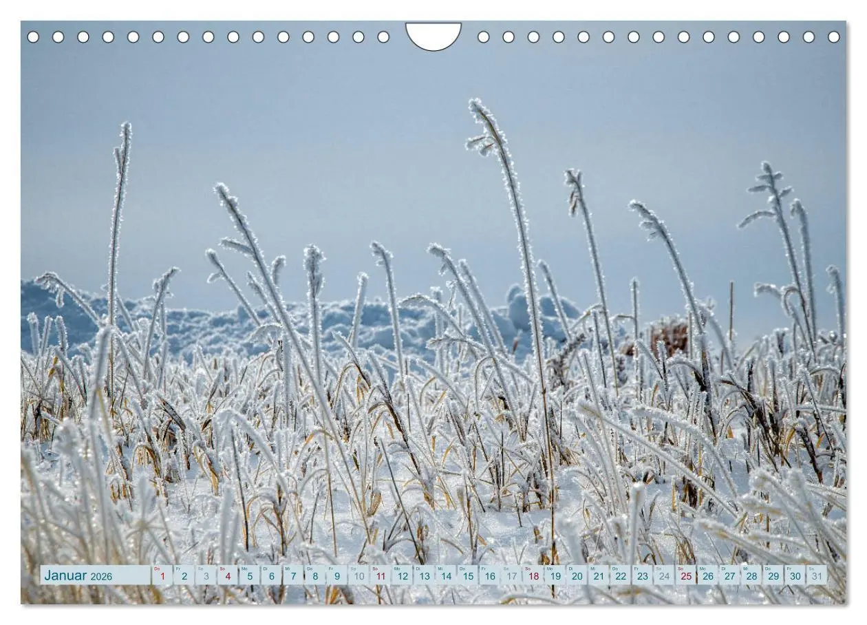Bild: 9783457907177 | Wildwuchs 2026 (Wandkalender 2026 DIN A4 quer), CALVENDO...