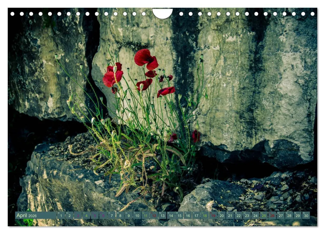 Bild: 9783457907177 | Wildwuchs 2026 (Wandkalender 2026 DIN A4 quer), CALVENDO...