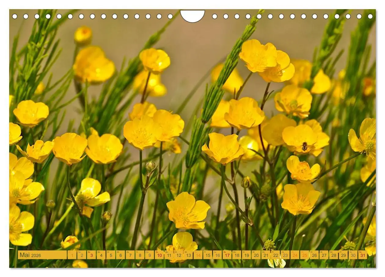 Bild: 9783457907177 | Wildwuchs 2026 (Wandkalender 2026 DIN A4 quer), CALVENDO...