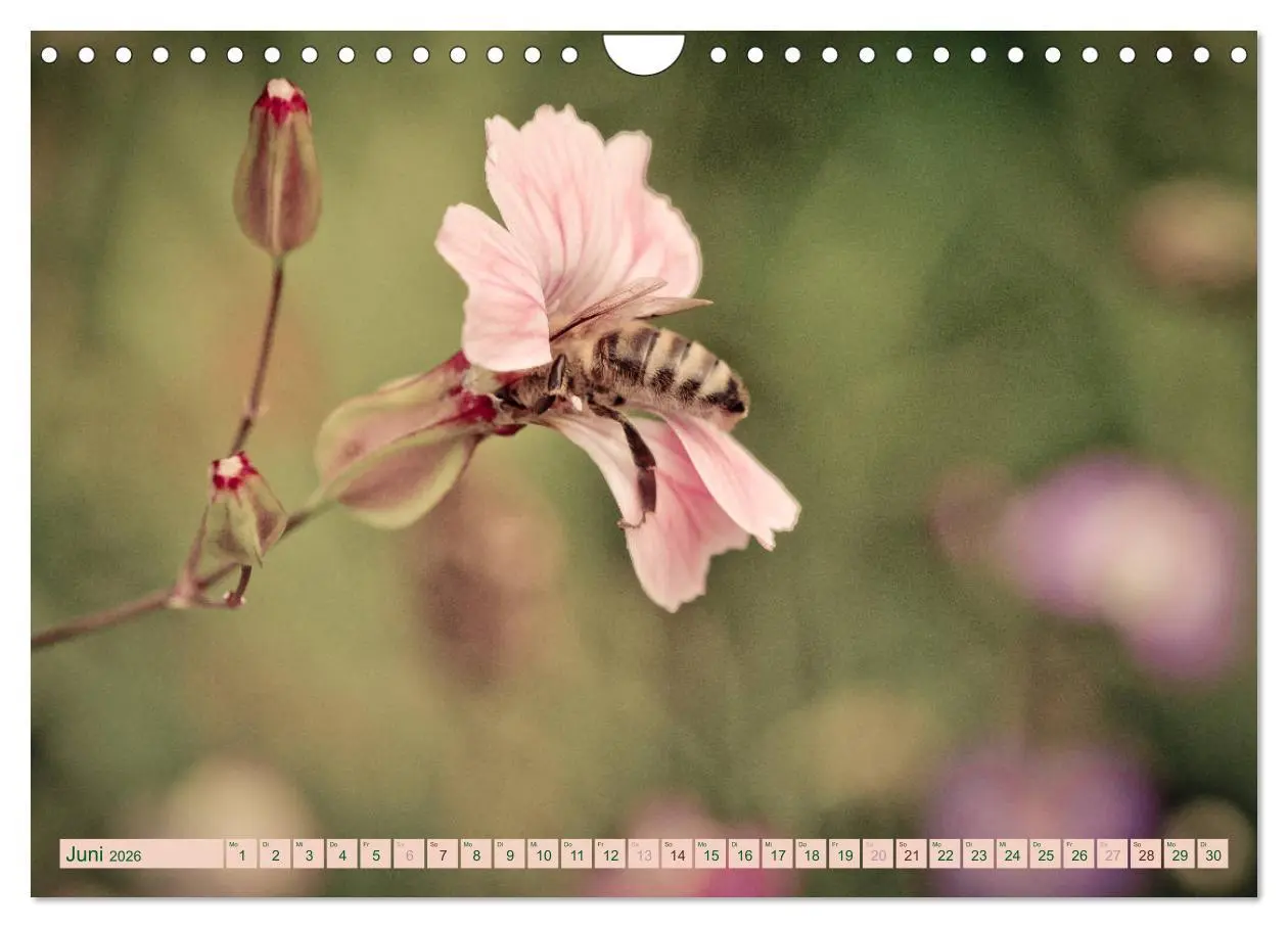 Bild: 9783457907177 | Wildwuchs 2026 (Wandkalender 2026 DIN A4 quer), CALVENDO...