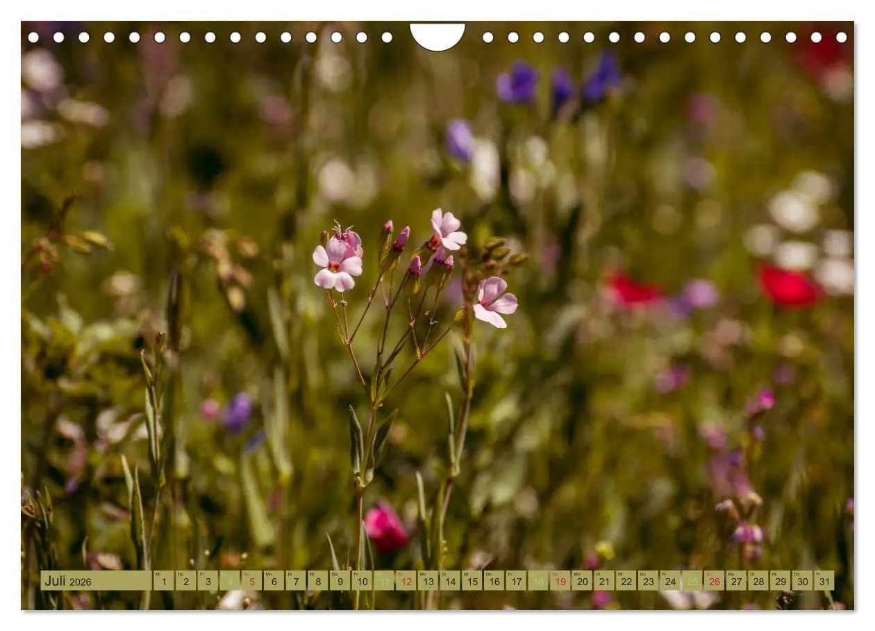 Bild: 9783457907177 | Wildwuchs 2026 (Wandkalender 2026 DIN A4 quer), CALVENDO...