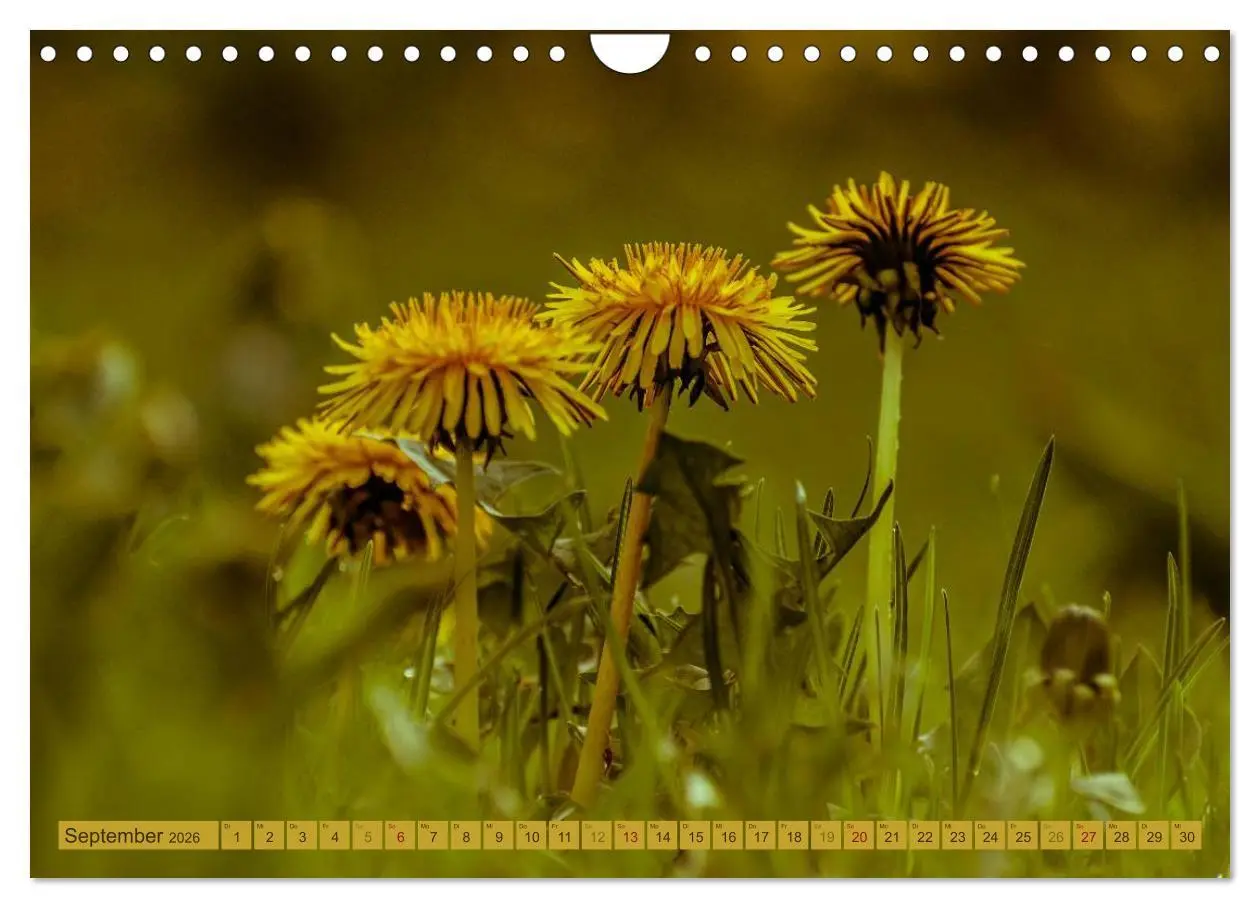 Bild: 9783457907177 | Wildwuchs 2026 (Wandkalender 2026 DIN A4 quer), CALVENDO...