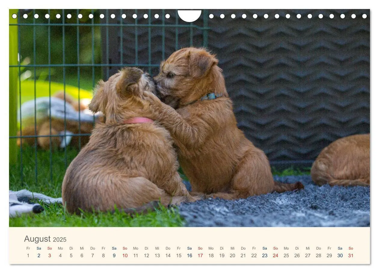 Bild: 9783435047277 | IRISH SOFT COATED WHEATEN TERRIER WELPEN 2025 (Wandkalender 2025...