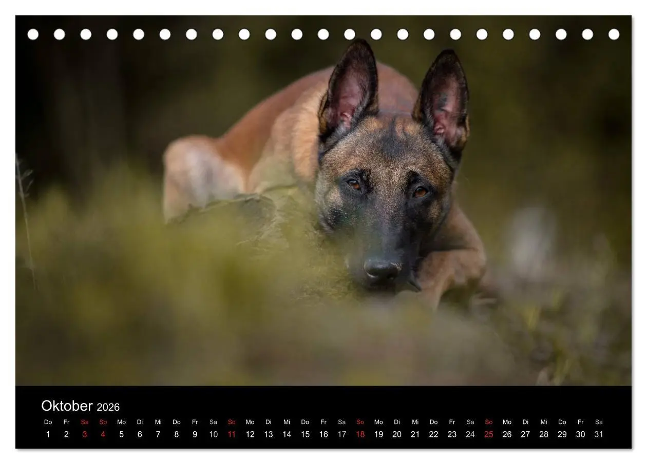 Bild: 9783516087277 | Belgischer Schäferhund - Der Malinois (Tischkalender 2026 DIN A5...