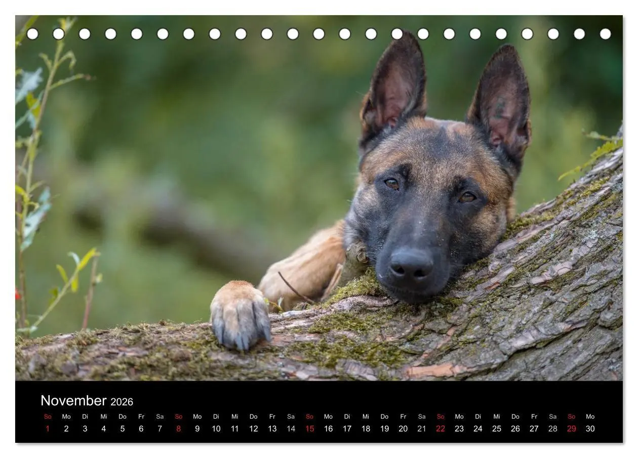 Bild: 9783516087277 | Belgischer Schäferhund - Der Malinois (Tischkalender 2026 DIN A5...