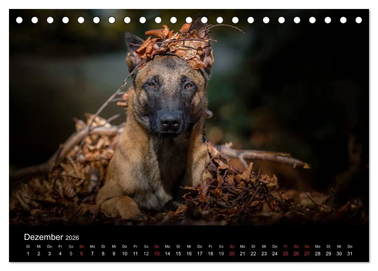 Bild: 9783516087277 | Belgischer Schäferhund - Der Malinois (Tischkalender 2026 DIN A5...