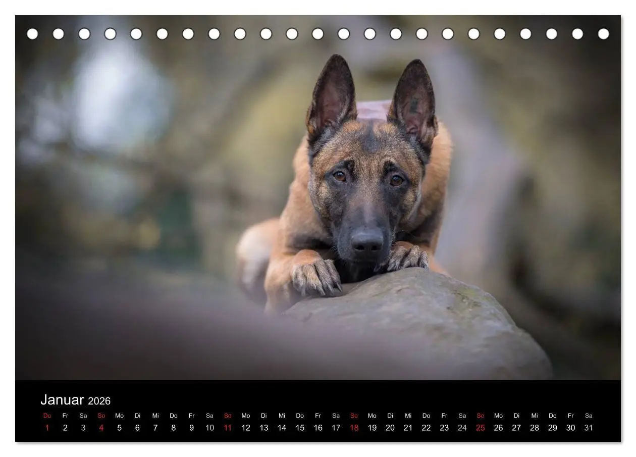 Bild: 9783516087277 | Belgischer Schäferhund - Der Malinois (Tischkalender 2026 DIN A5...