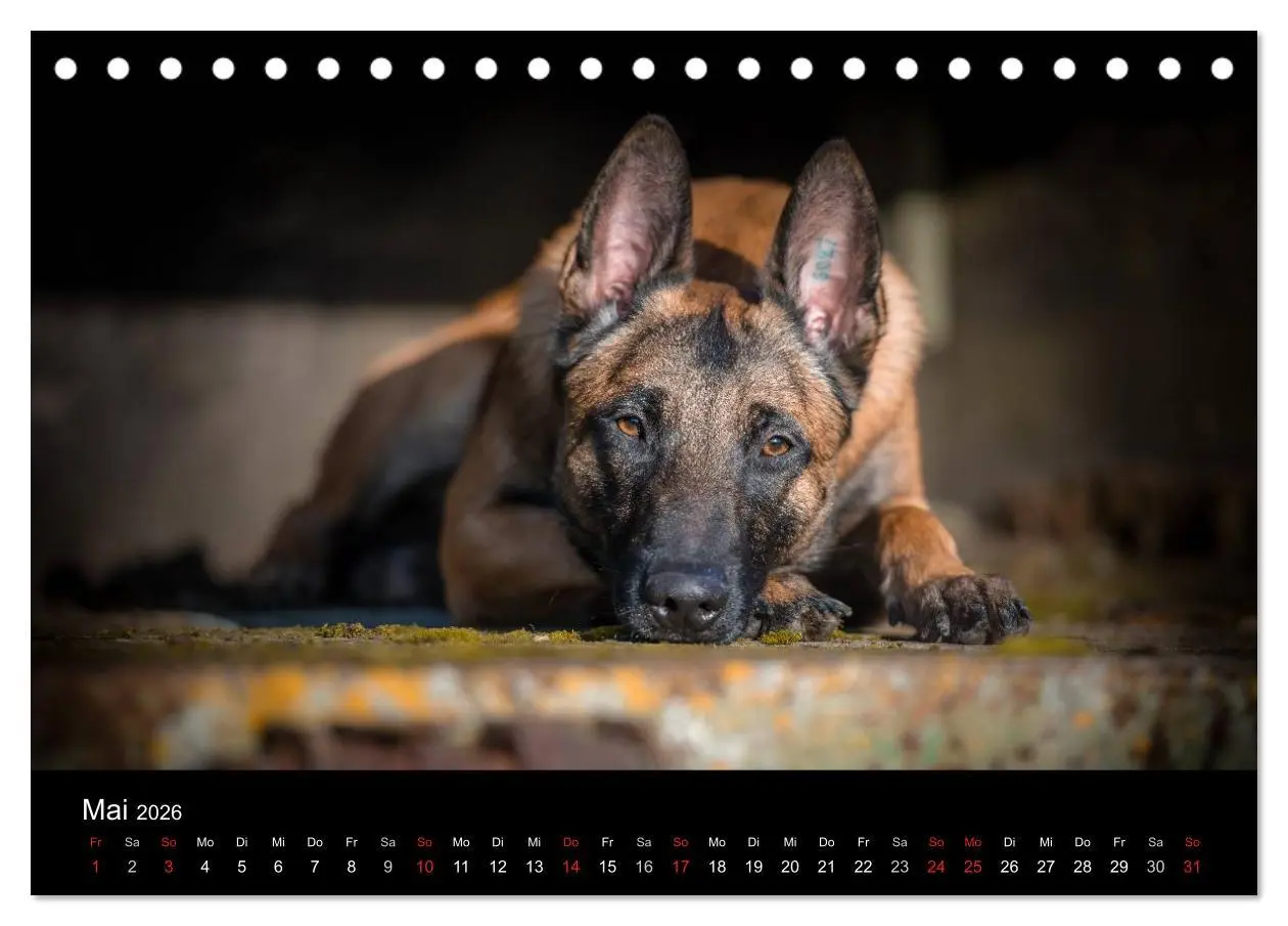 Bild: 9783516087277 | Belgischer Schäferhund - Der Malinois (Tischkalender 2026 DIN A5...