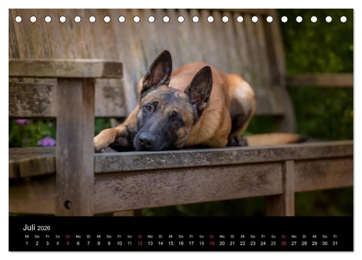 Bild: 9783516087277 | Belgischer Schäferhund - Der Malinois (Tischkalender 2026 DIN A5...