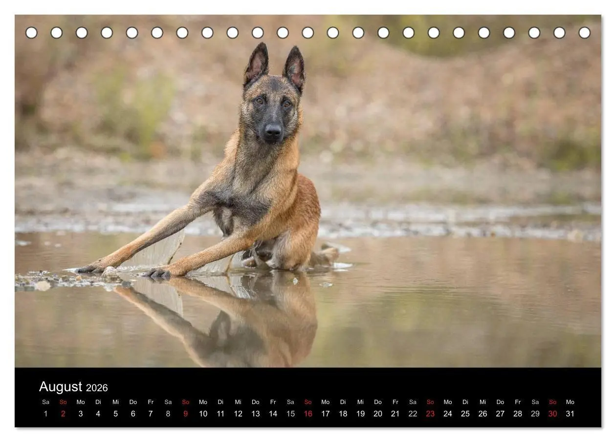 Bild: 9783516087277 | Belgischer Schäferhund - Der Malinois (Tischkalender 2026 DIN A5...
