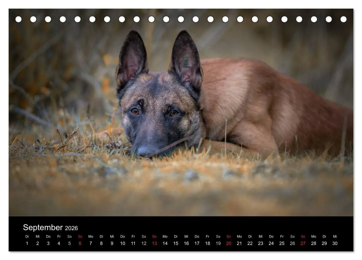 Bild: 9783516087277 | Belgischer Schäferhund - Der Malinois (Tischkalender 2026 DIN A5...