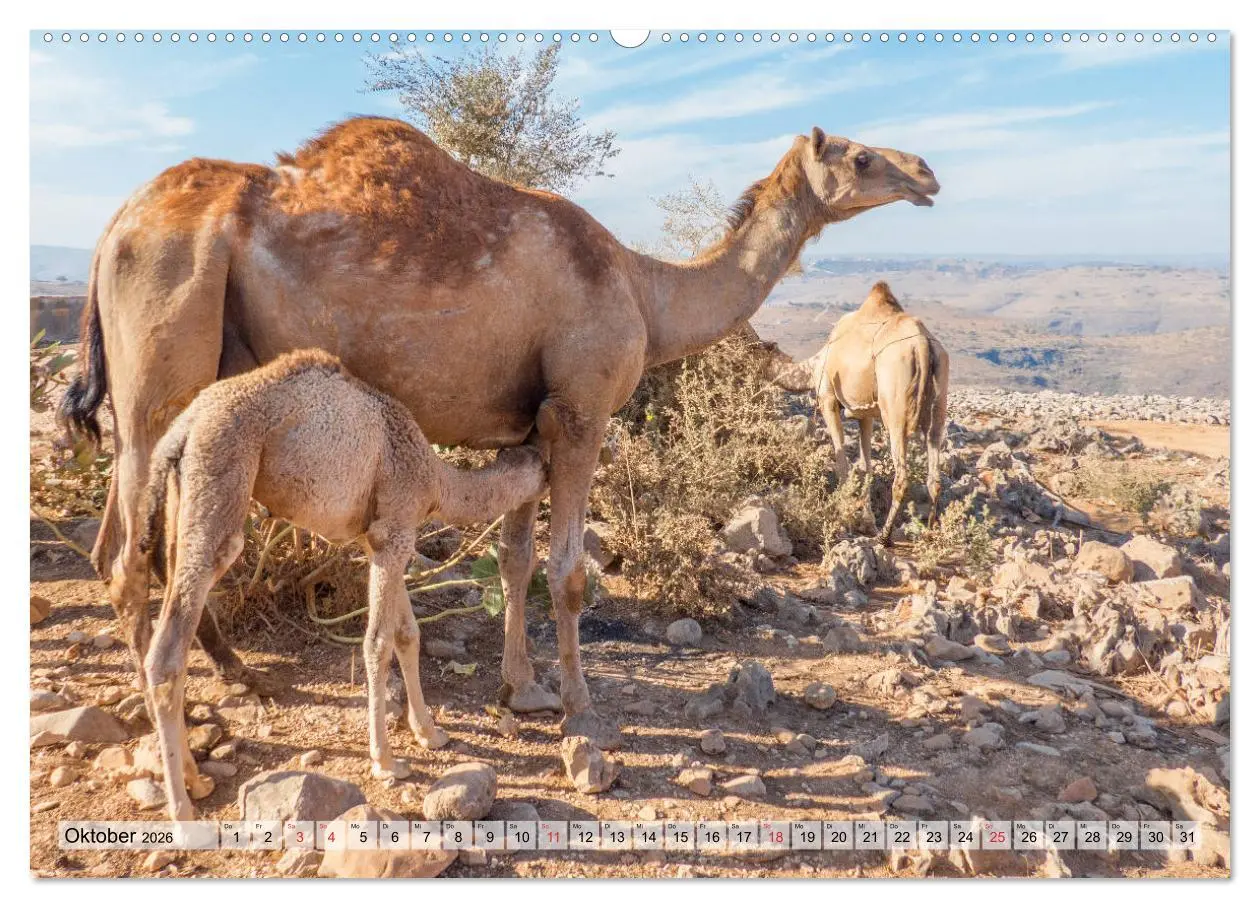 Bild: 9783457747377 | Oman - Impressionen (Wandkalender 2026 DIN A2 quer), CALVENDO...