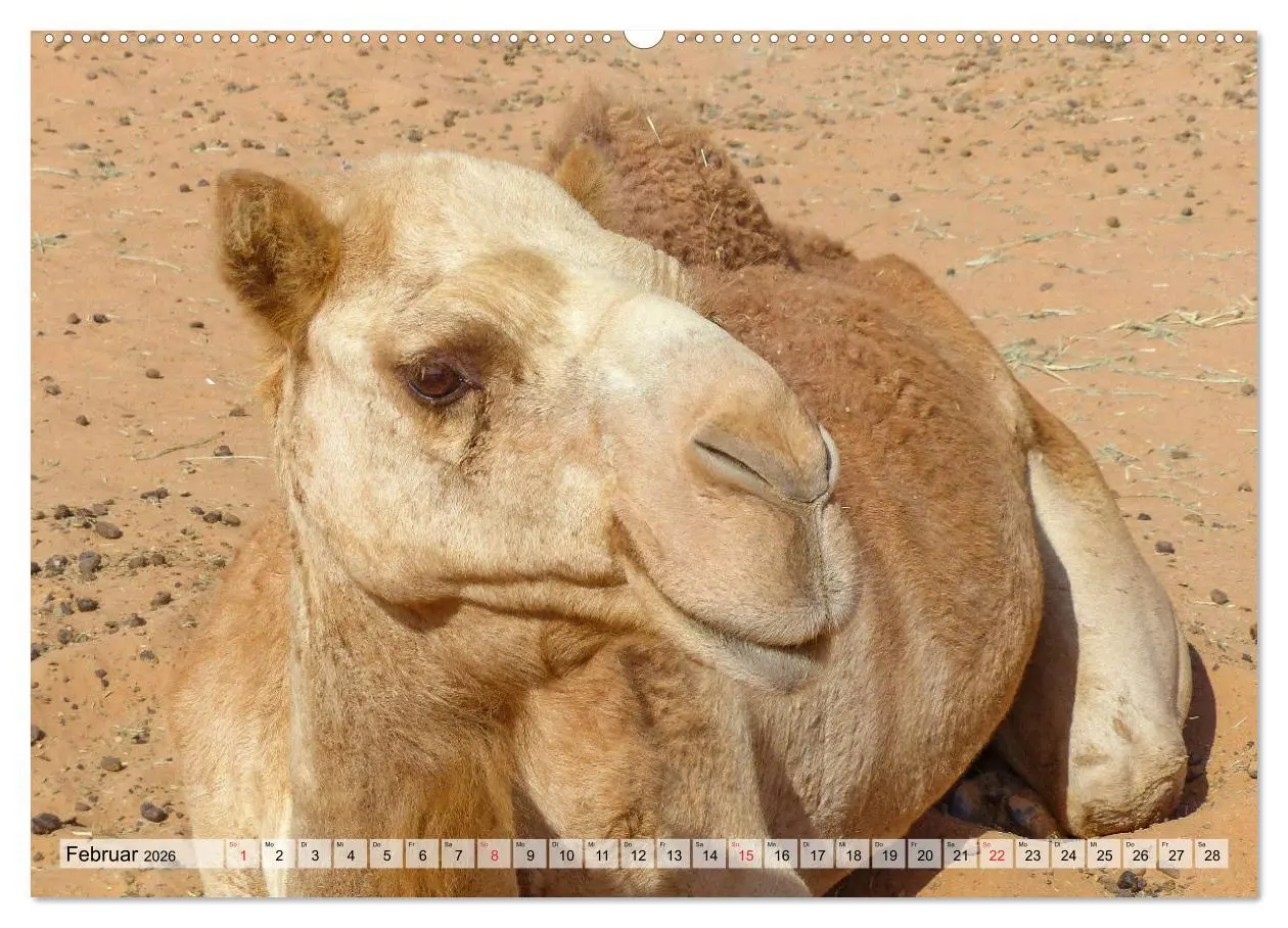 Bild: 9783457747377 | Oman - Impressionen (Wandkalender 2026 DIN A2 quer), CALVENDO...