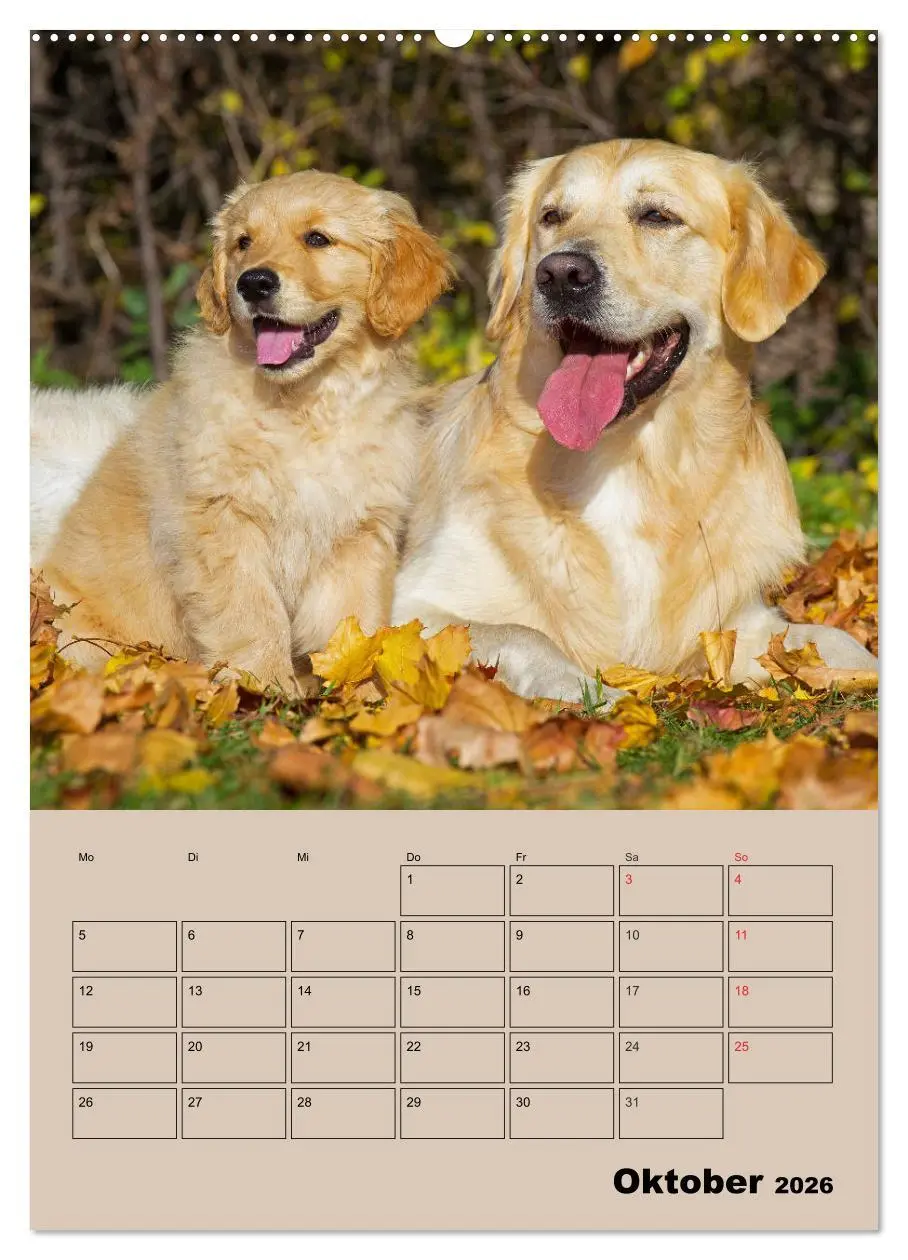 Bild: 9783516387377 | Jahresplaner Golden Retriever Welpen (Wandkalender 2026 DIN A2...