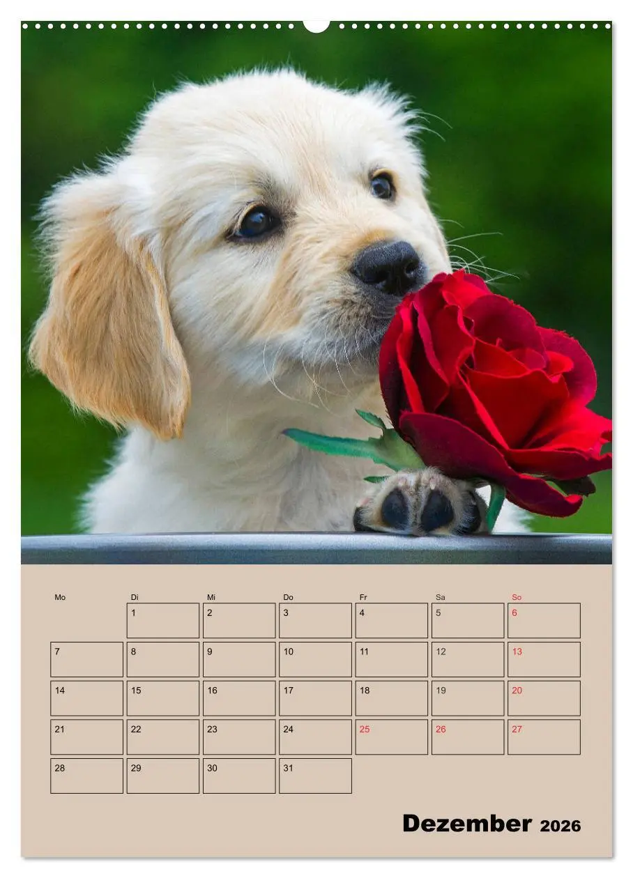 Bild: 9783516387377 | Jahresplaner Golden Retriever Welpen (Wandkalender 2026 DIN A2...