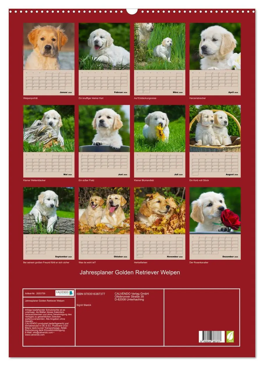 Bild: 9783516387377 | Jahresplaner Golden Retriever Welpen (Wandkalender 2026 DIN A2...