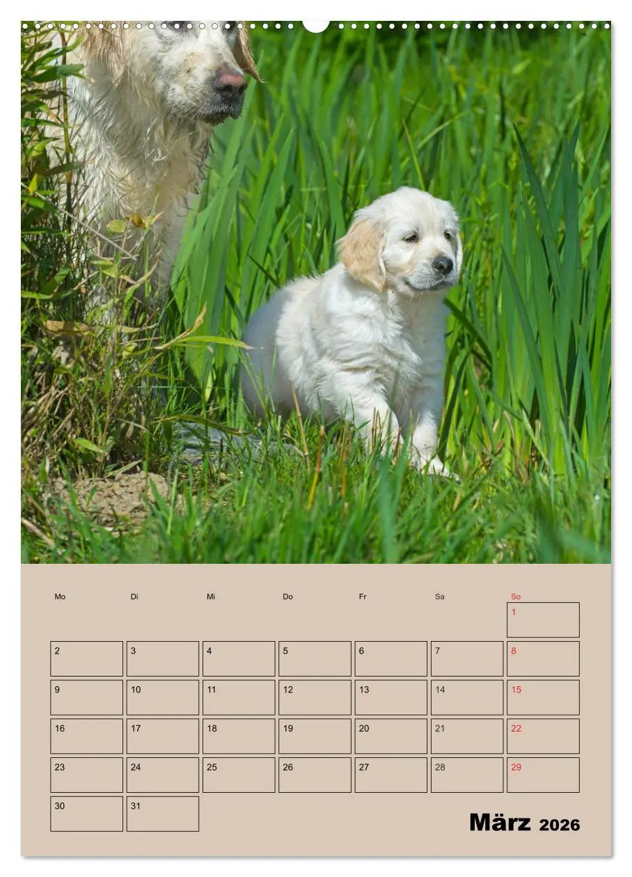 Bild: 9783516387377 | Jahresplaner Golden Retriever Welpen (Wandkalender 2026 DIN A2...