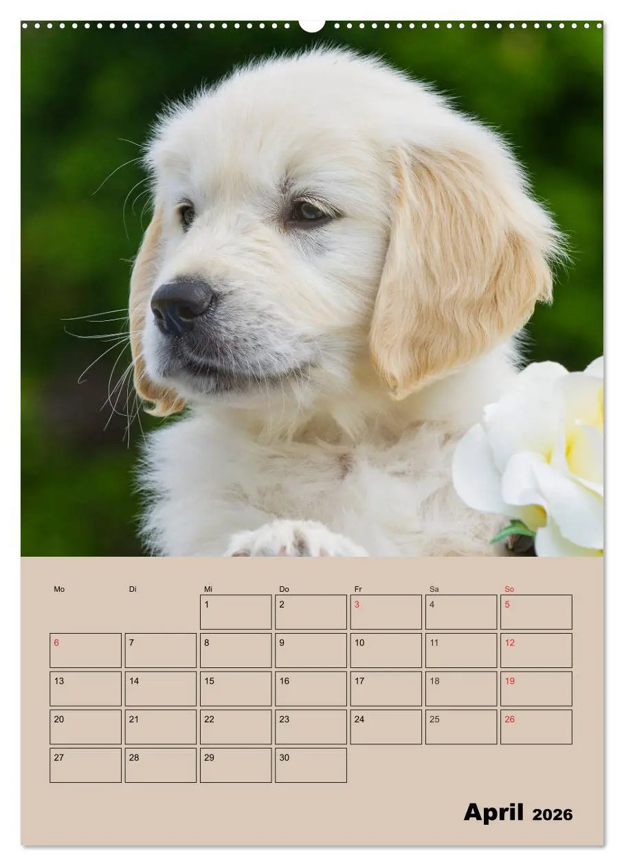 Bild: 9783516387377 | Jahresplaner Golden Retriever Welpen (Wandkalender 2026 DIN A2...