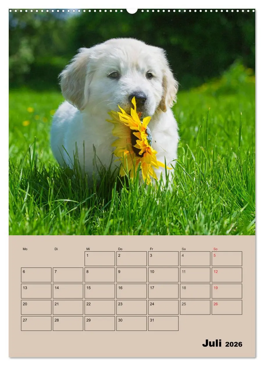 Bild: 9783516387377 | Jahresplaner Golden Retriever Welpen (Wandkalender 2026 DIN A2...