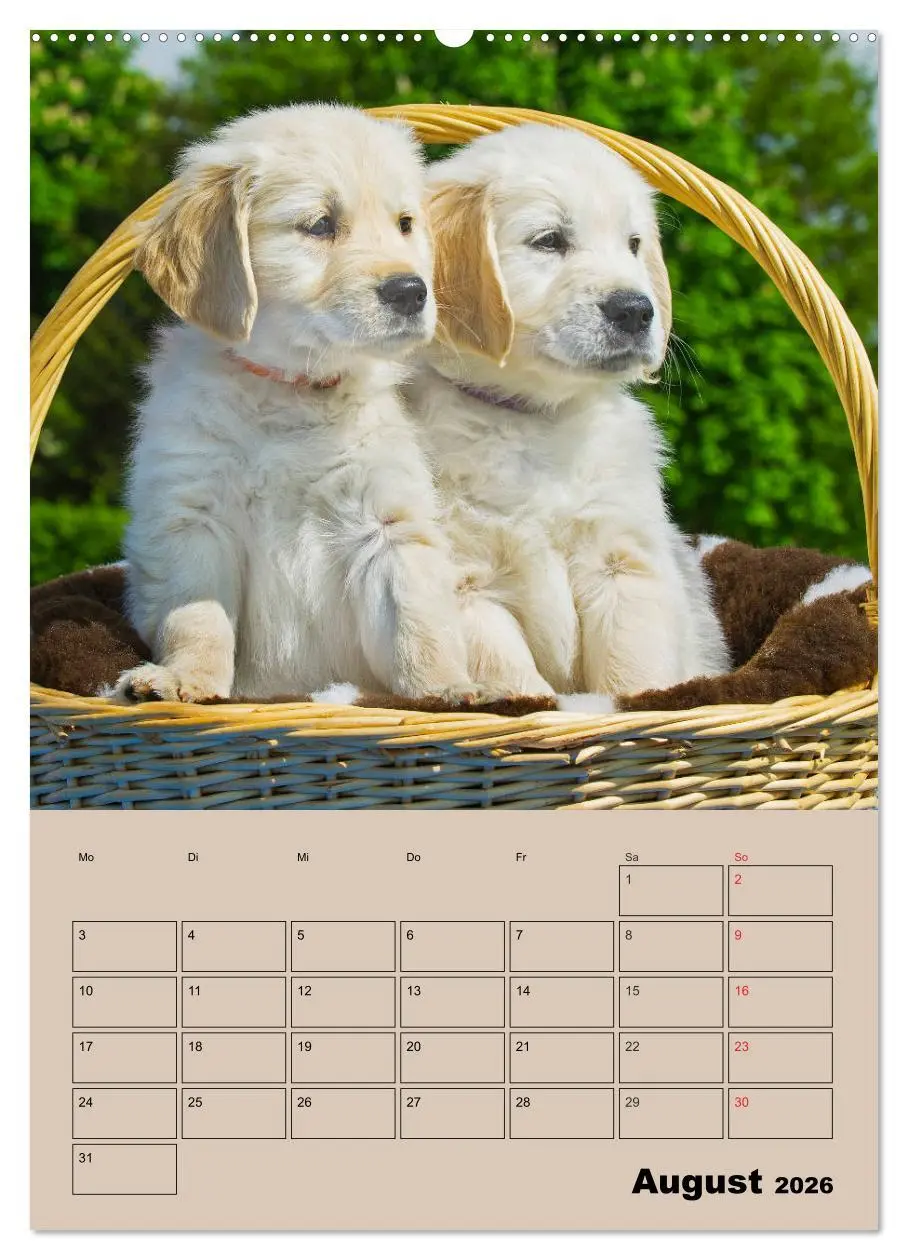 Bild: 9783516387377 | Jahresplaner Golden Retriever Welpen (Wandkalender 2026 DIN A2...