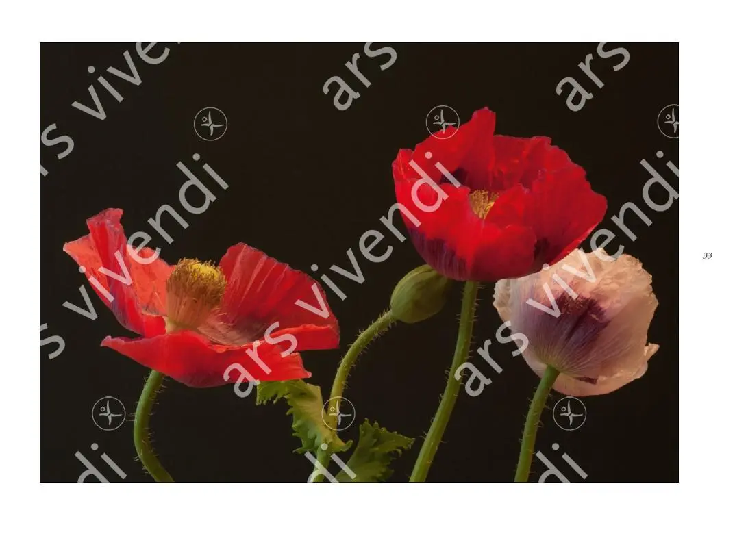 Bild: 9783869137377 | Poesie der Blumen | Bildband mit Gedichten | Isolde Ohlbaum | Buch