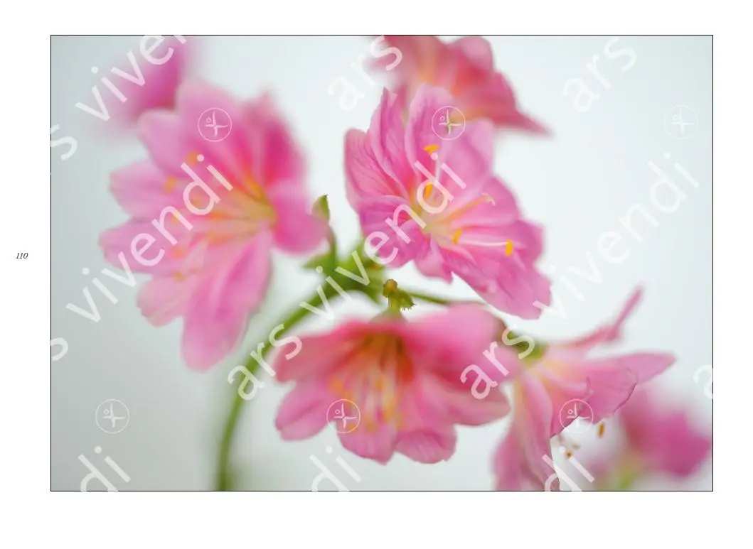 Bild: 9783869137377 | Poesie der Blumen | Bildband mit Gedichten | Isolde Ohlbaum | Buch