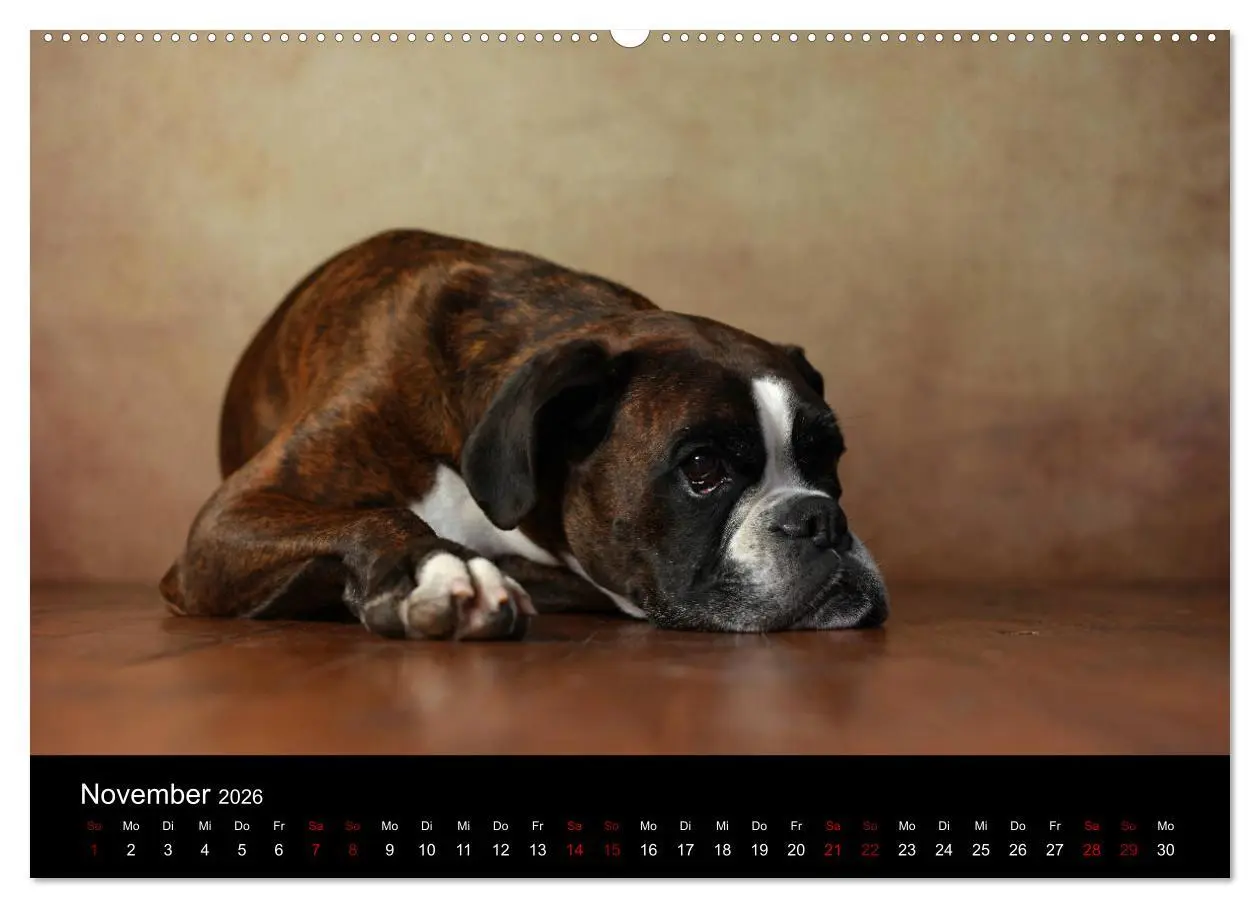 Bild: 9783457897577 | Liebenswerte Boxer (Wandkalender 2026 DIN A2 quer), CALVENDO...