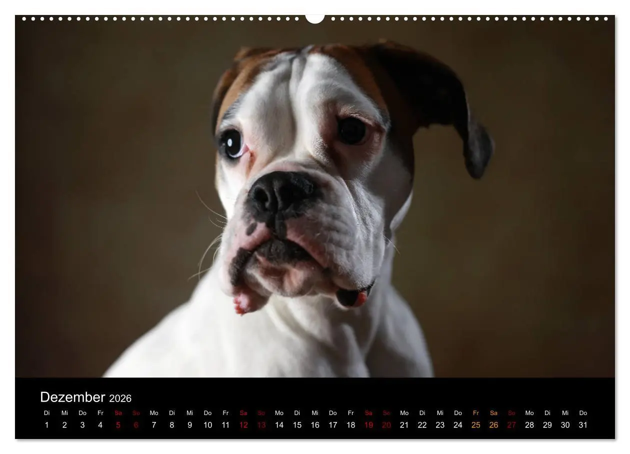 Bild: 9783457897577 | Liebenswerte Boxer (Wandkalender 2026 DIN A2 quer), CALVENDO...