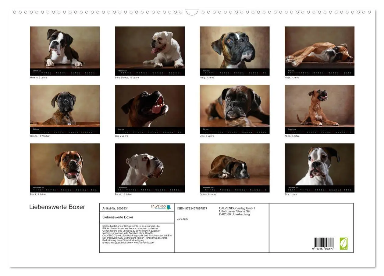 Bild: 9783457897577 | Liebenswerte Boxer (Wandkalender 2026 DIN A2 quer), CALVENDO...
