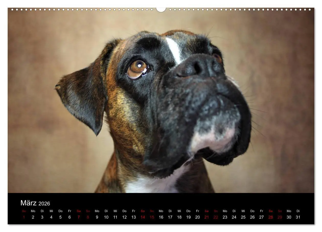 Bild: 9783457897577 | Liebenswerte Boxer (Wandkalender 2026 DIN A2 quer), CALVENDO...