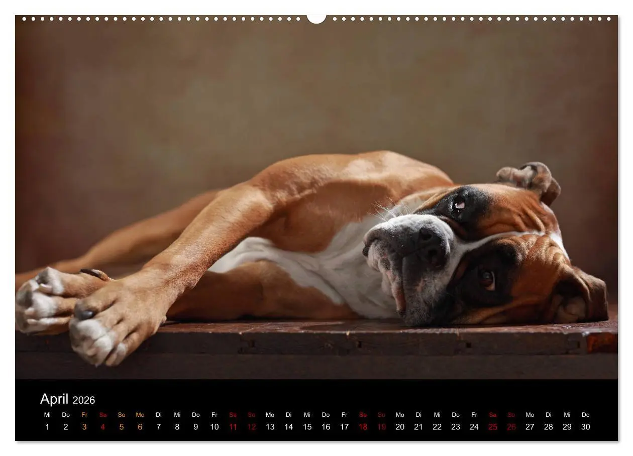 Bild: 9783457897577 | Liebenswerte Boxer (Wandkalender 2026 DIN A2 quer), CALVENDO...