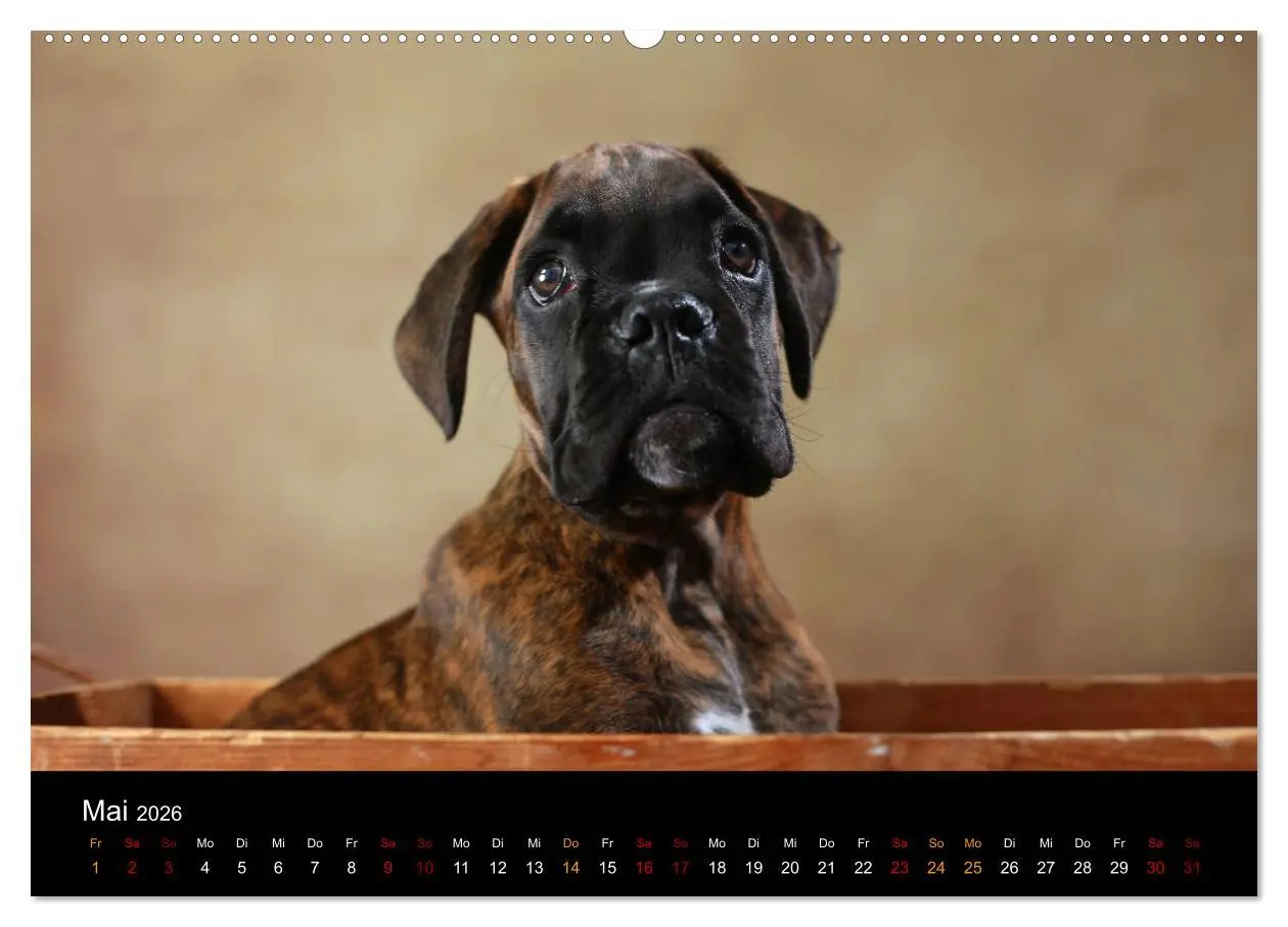 Bild: 9783457897577 | Liebenswerte Boxer (Wandkalender 2026 DIN A2 quer), CALVENDO...