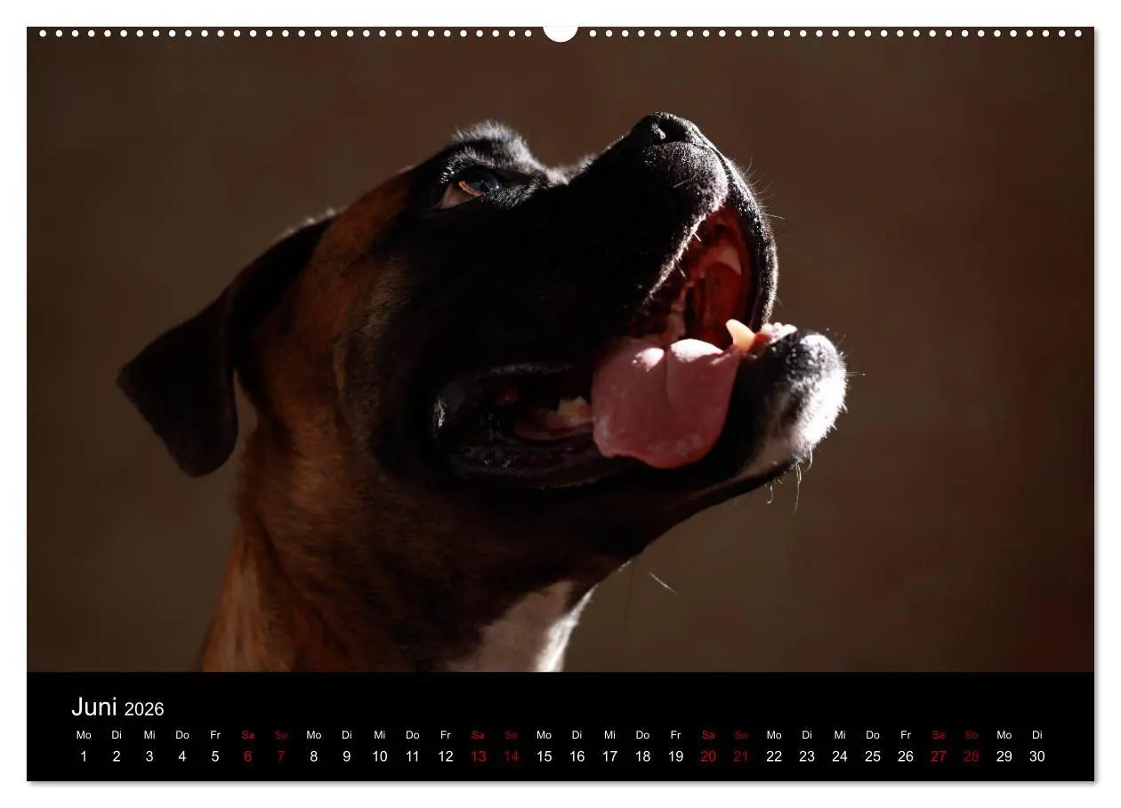 Bild: 9783457897577 | Liebenswerte Boxer (Wandkalender 2026 DIN A2 quer), CALVENDO...