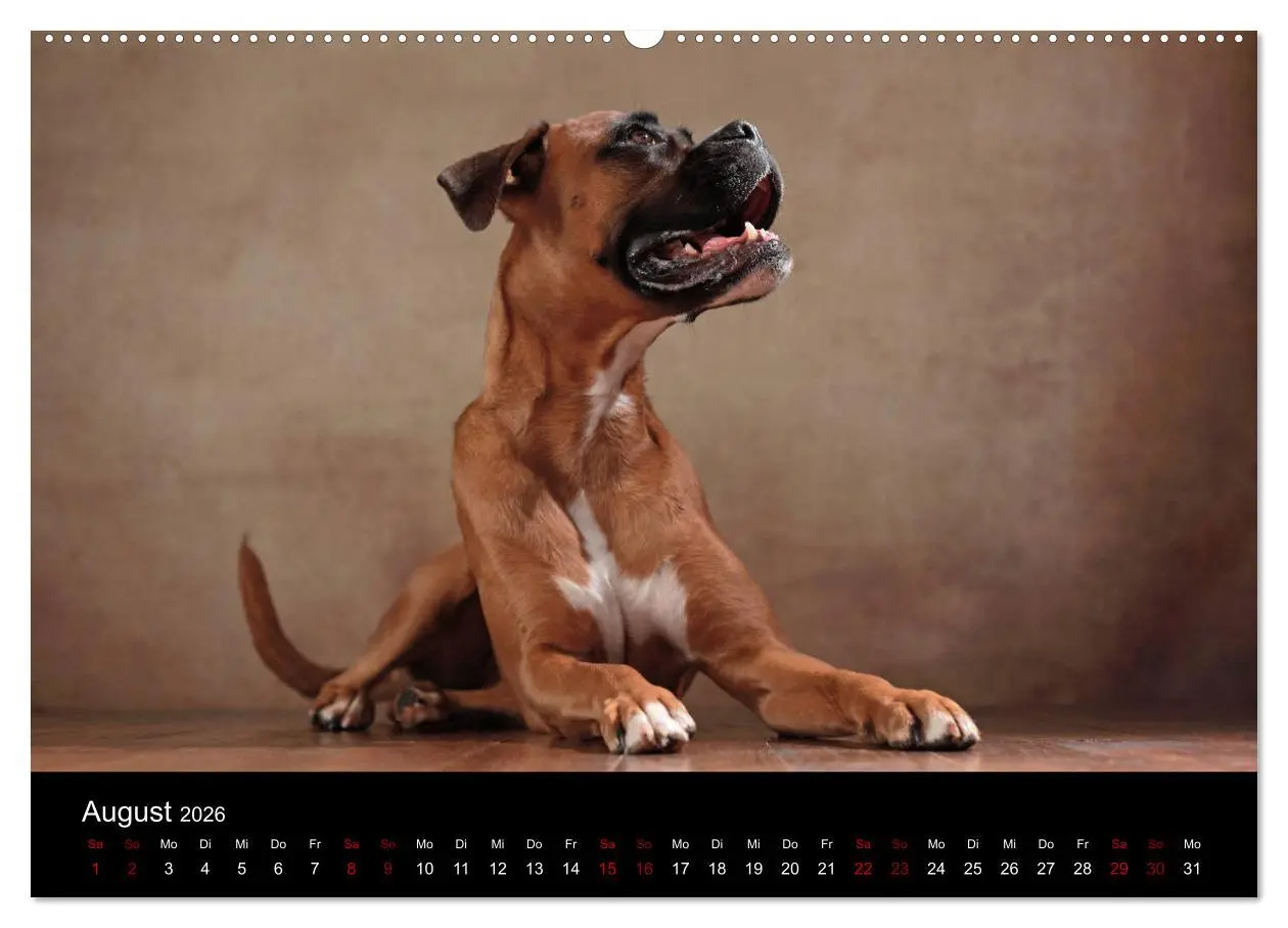 Bild: 9783457897577 | Liebenswerte Boxer (Wandkalender 2026 DIN A2 quer), CALVENDO...
