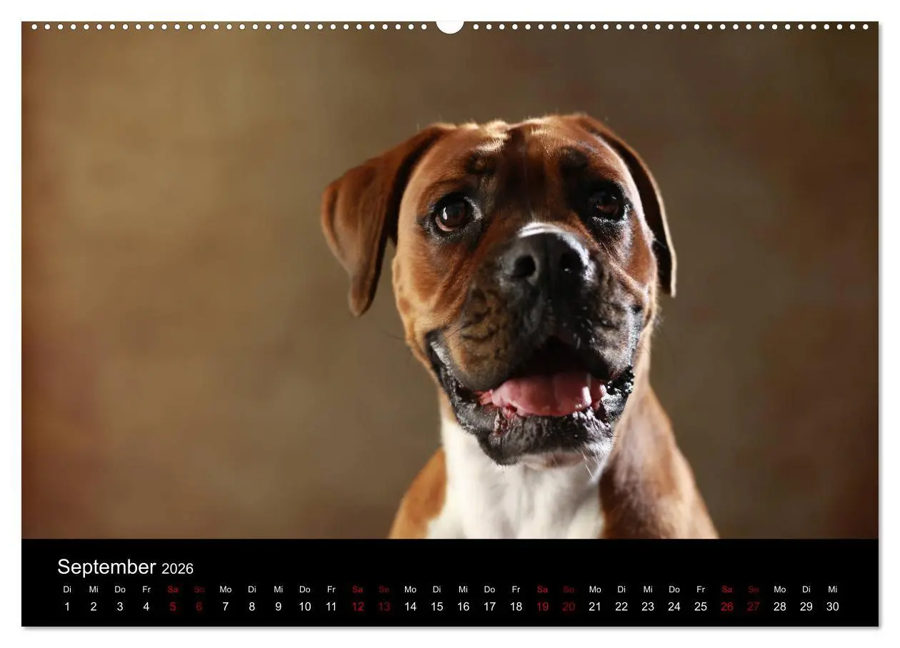 Bild: 9783457897577 | Liebenswerte Boxer (Wandkalender 2026 DIN A2 quer), CALVENDO...
