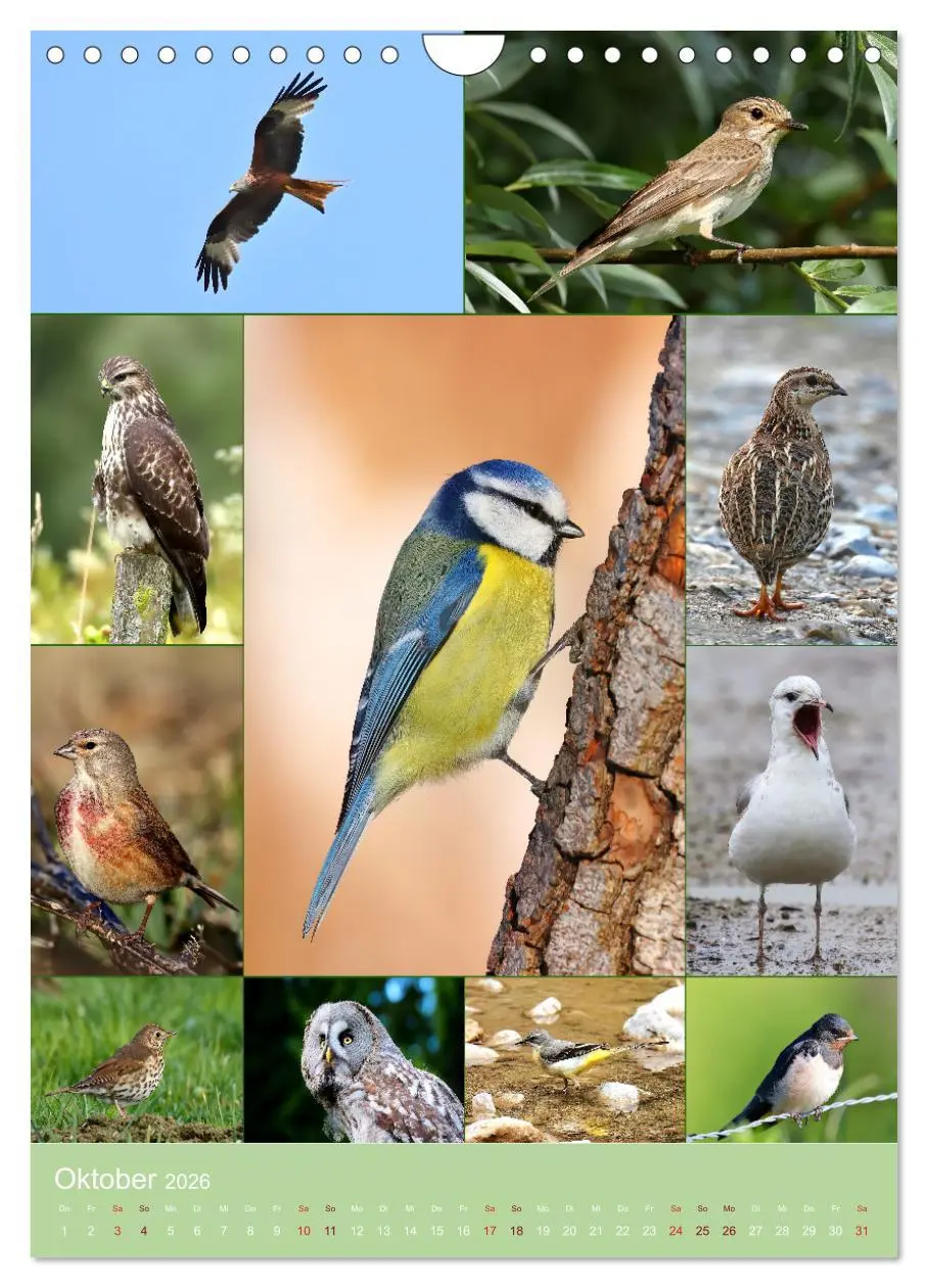 Bild: 9783516297577 | Alles für die Vögel (Wandkalender 2026 DIN A4 hoch), CALVENDO...