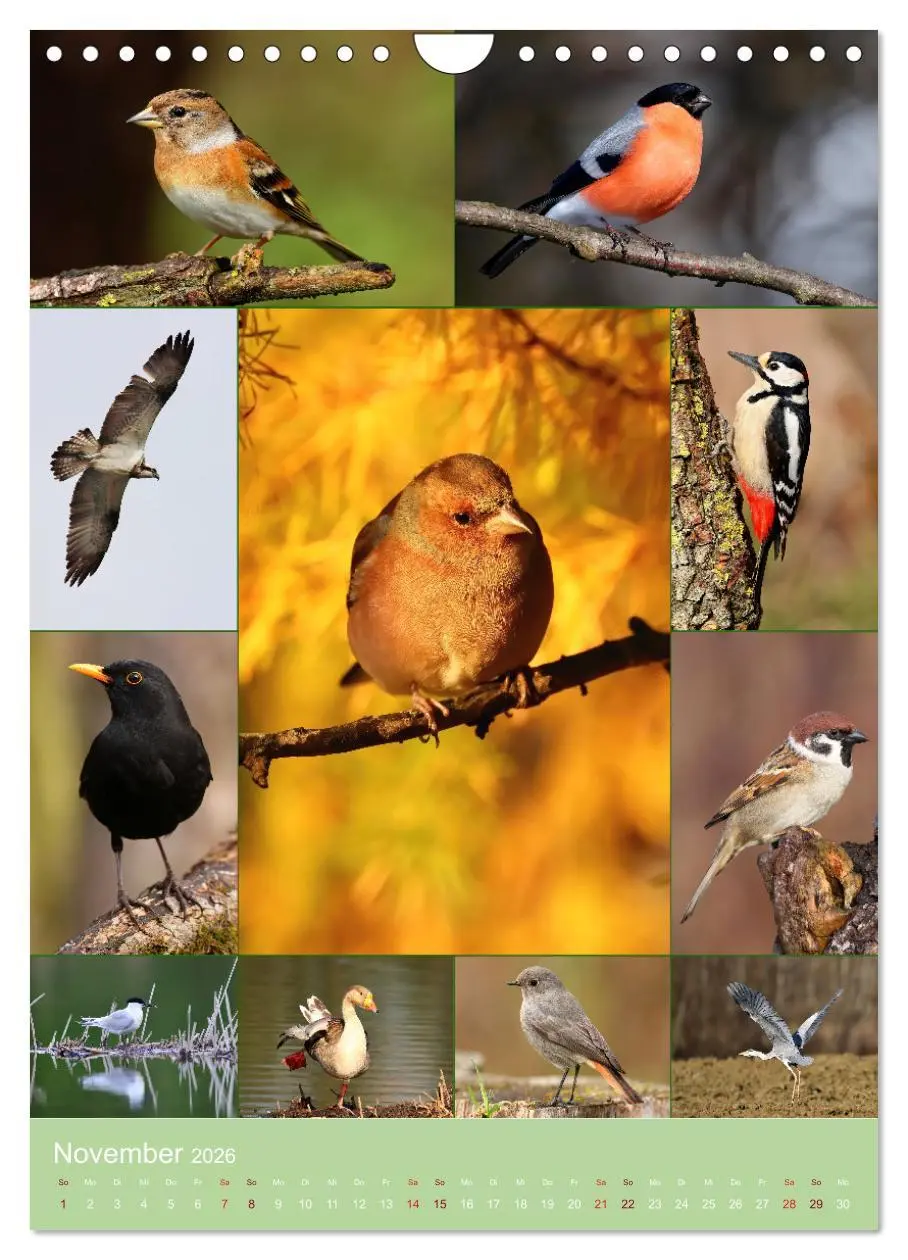 Bild: 9783516297577 | Alles für die Vögel (Wandkalender 2026 DIN A4 hoch), CALVENDO...