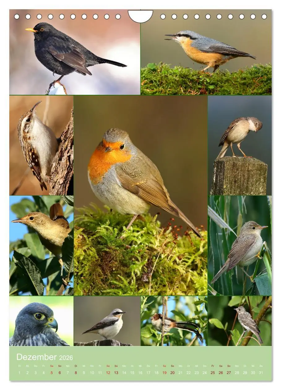 Bild: 9783516297577 | Alles für die Vögel (Wandkalender 2026 DIN A4 hoch), CALVENDO...