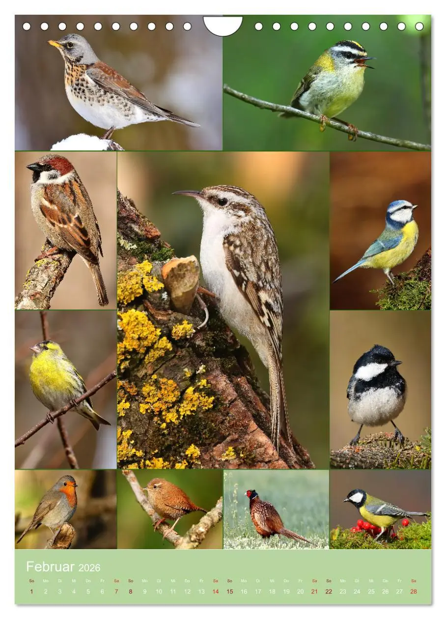 Bild: 9783516297577 | Alles für die Vögel (Wandkalender 2026 DIN A4 hoch), CALVENDO...