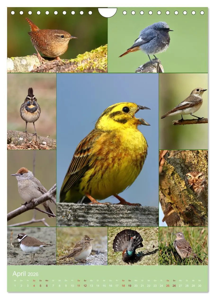 Bild: 9783516297577 | Alles für die Vögel (Wandkalender 2026 DIN A4 hoch), CALVENDO...
