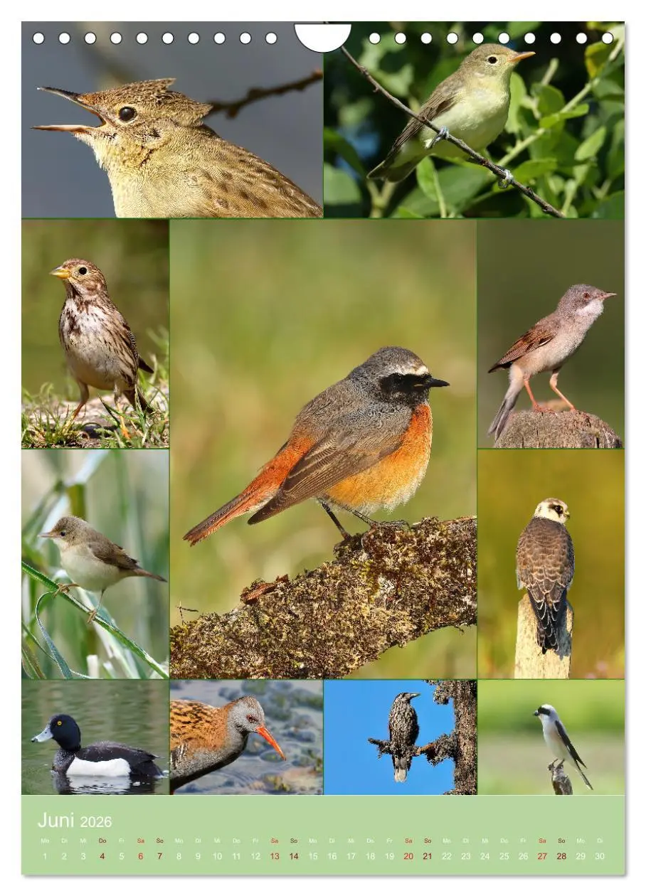 Bild: 9783516297577 | Alles für die Vögel (Wandkalender 2026 DIN A4 hoch), CALVENDO...