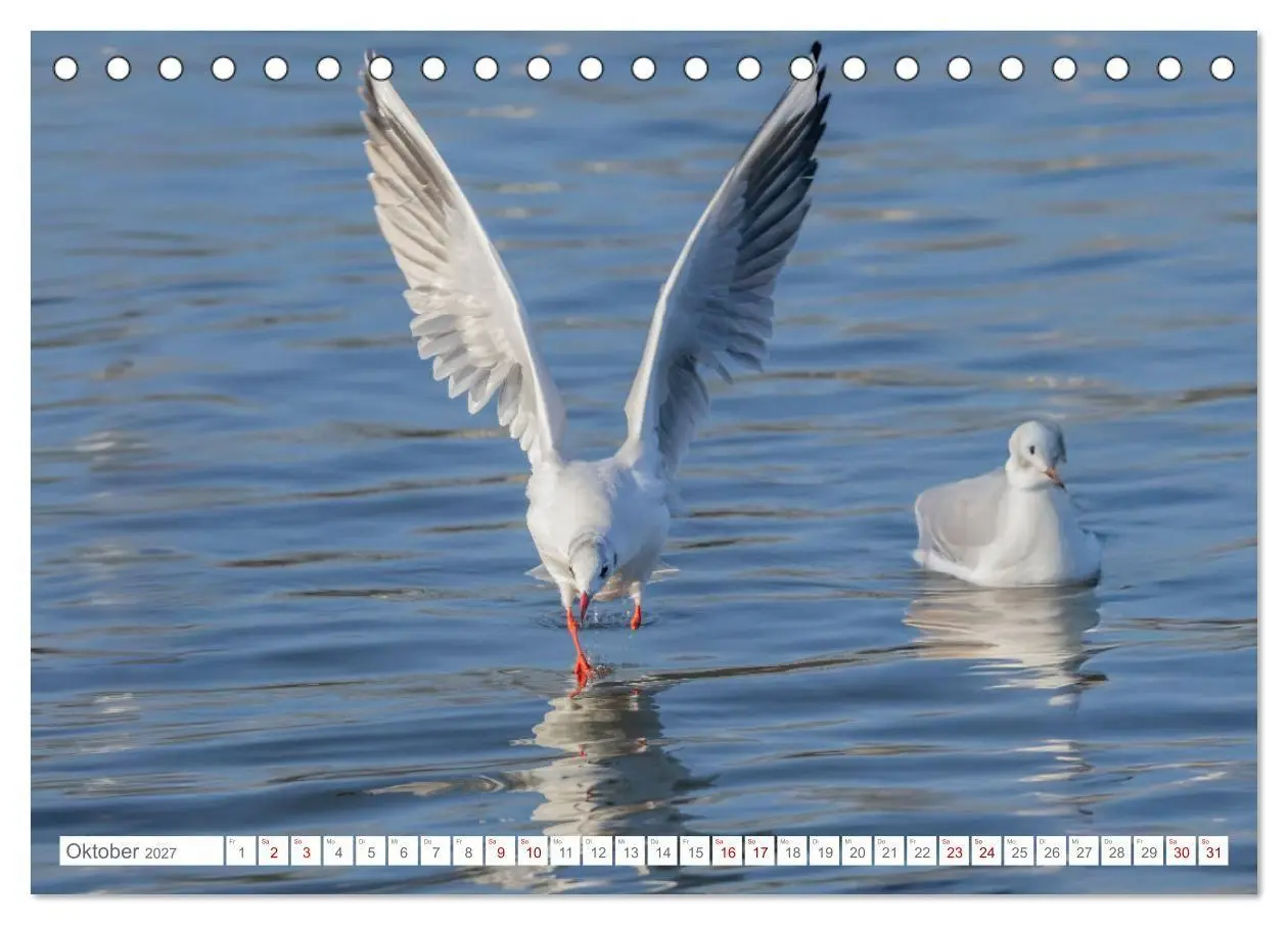 Bild: 9783516987577 | Aerorobaten - Möwen im Flug (Tischkalender 2027 DIN A5 quer),...