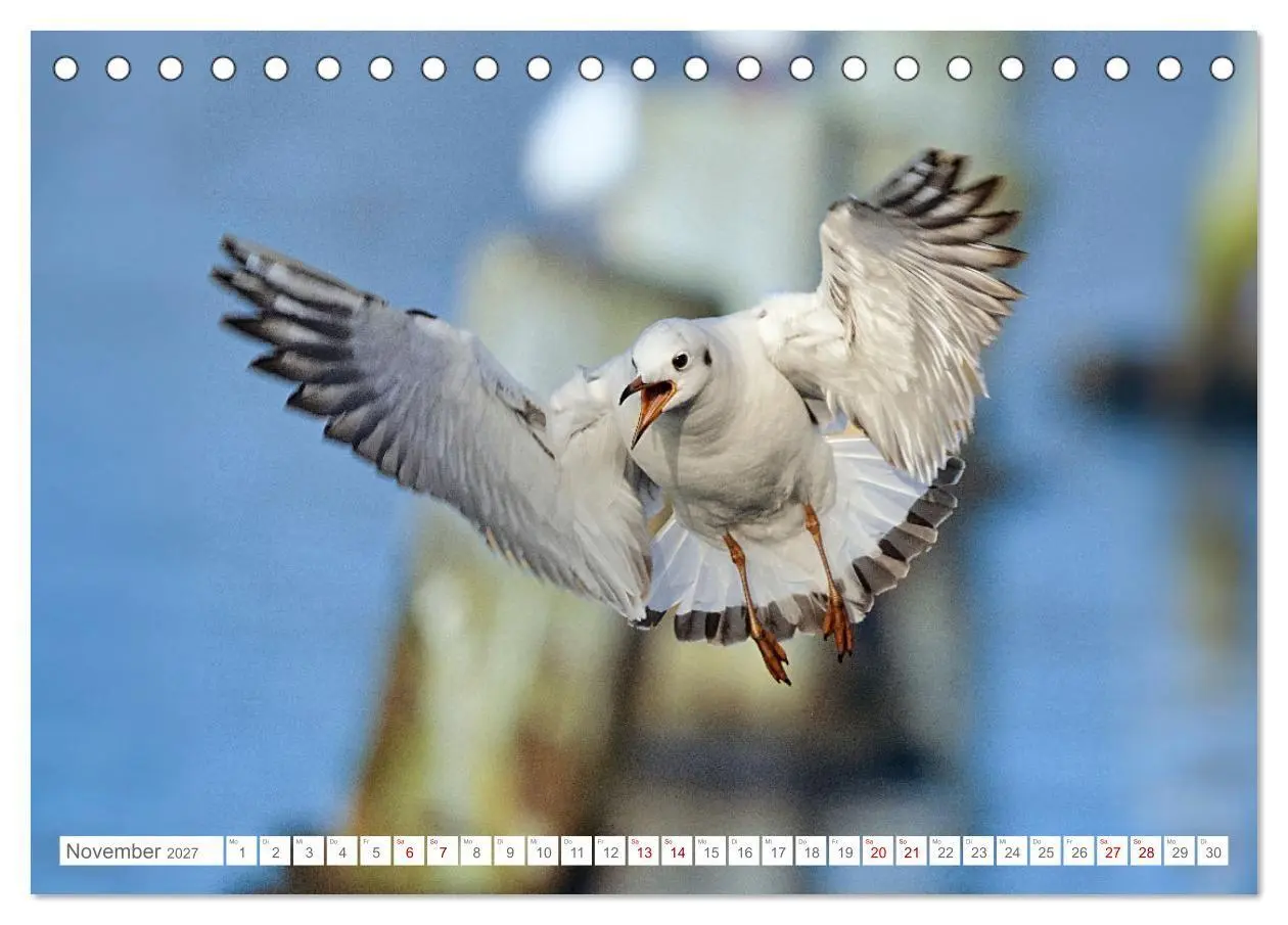 Bild: 9783516987577 | Aerorobaten - Möwen im Flug (Tischkalender 2027 DIN A5 quer),...