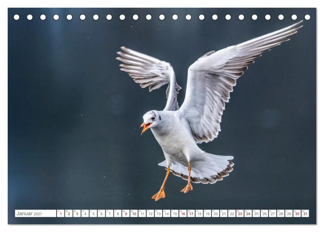 Bild: 9783516987577 | Aerorobaten - Möwen im Flug (Tischkalender 2027 DIN A5 quer),...